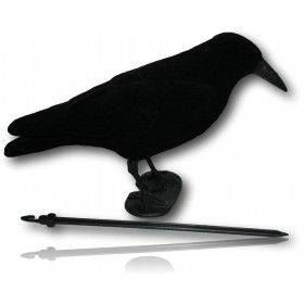 CORBEAU FLOQUE