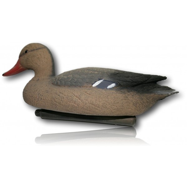 COLVERT FEMELLE