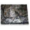 TSHIRT 3D SANGLIER