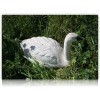 CYGNE PLASTIQUE